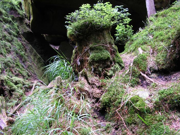 Adrpask skly - strce jeskyn?